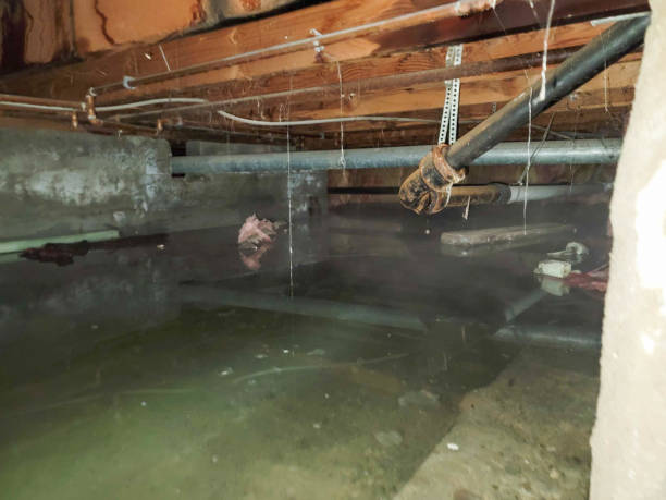 Best Mold removal after water damage  in Narrows, VA